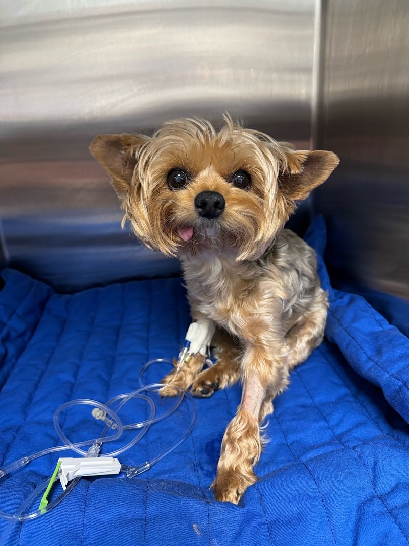 Hershey Animal Emergency Center