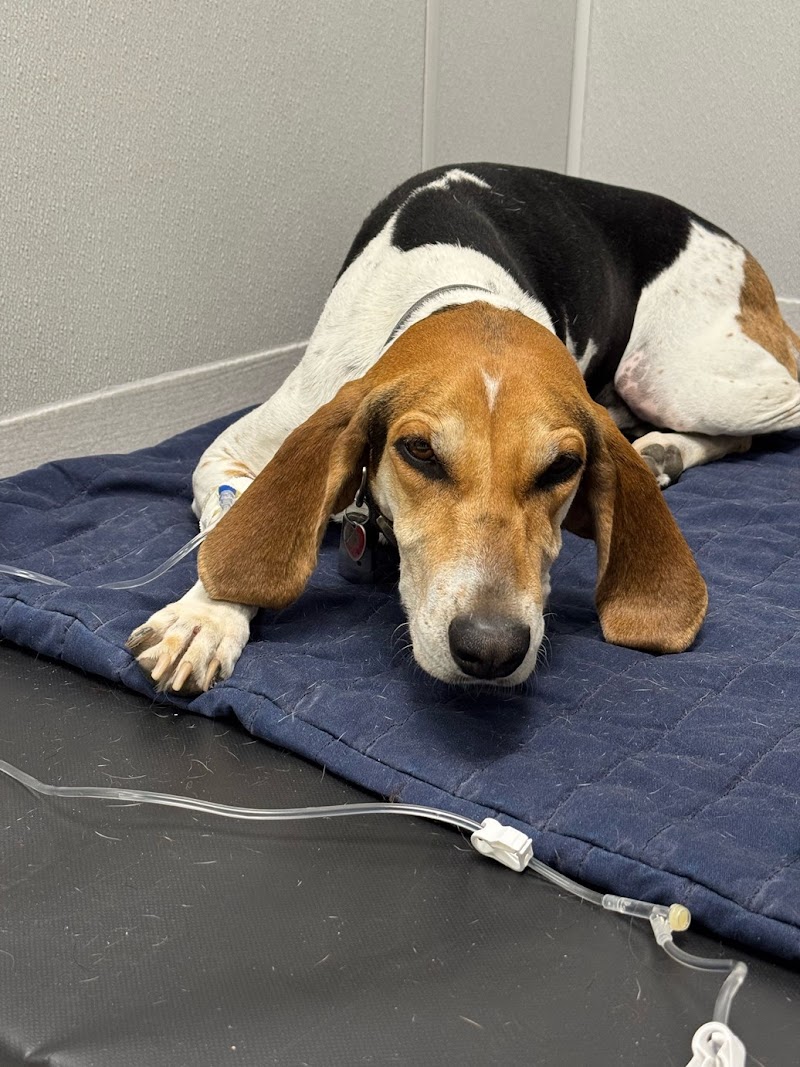 Hershey Animal Emergency Center
