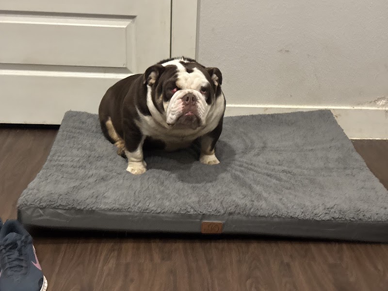 Boerne Stage Veterinary Clinic