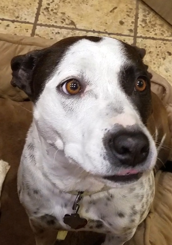 Boerne Stage Veterinary Clinic