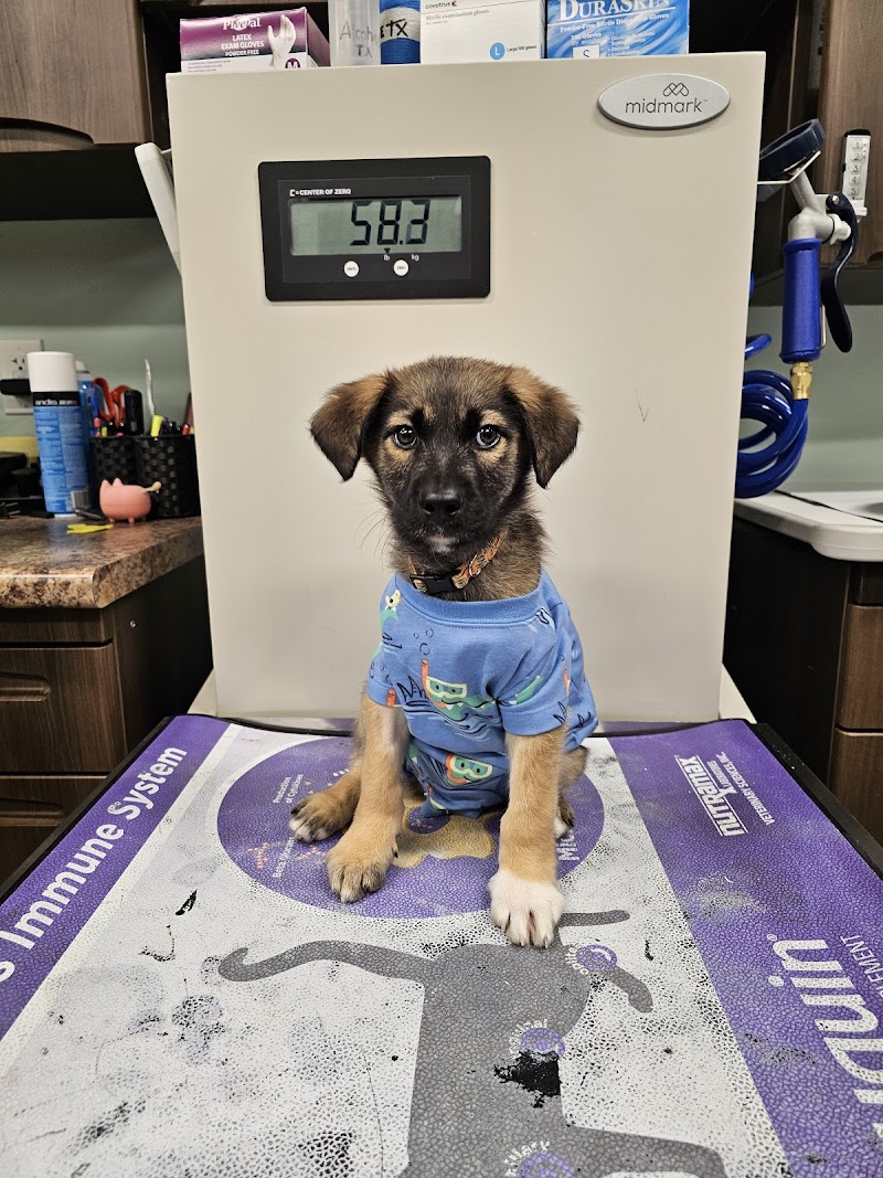Pickaroon Animal Hospital - Windsor