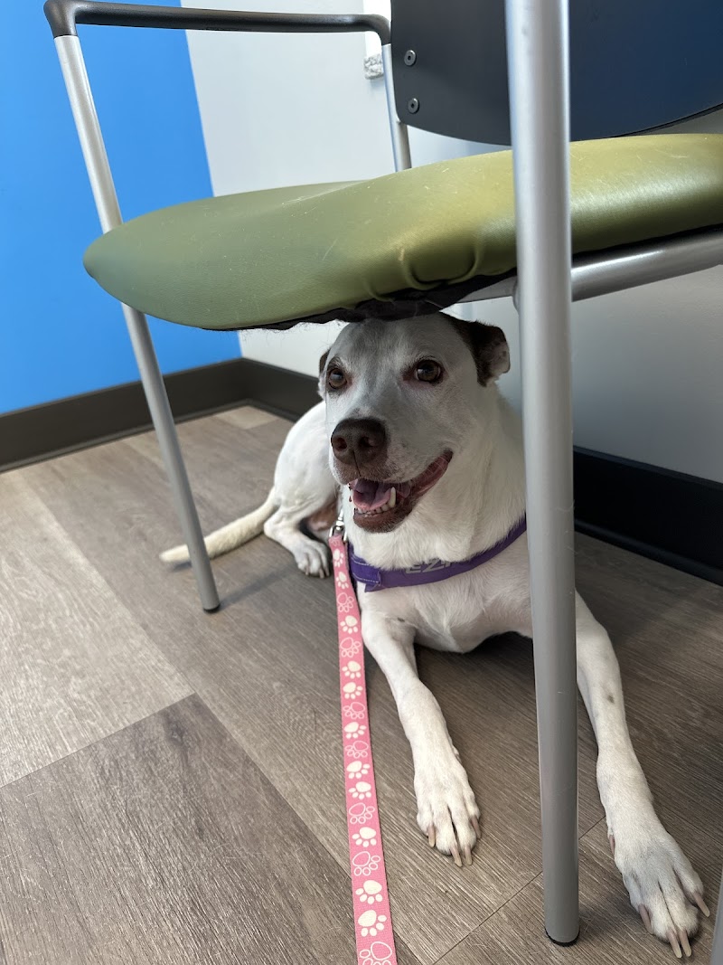 Great Northwest Animal Hospital