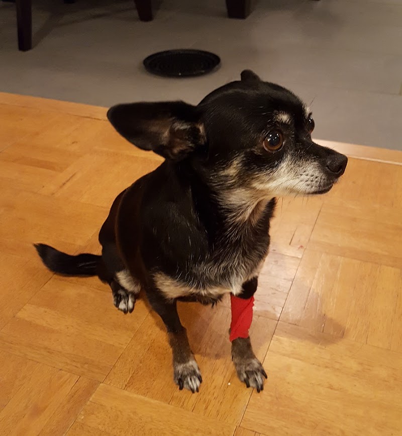 Central Texas Veterinary Speciality and Emergency Hospital- Round Rock