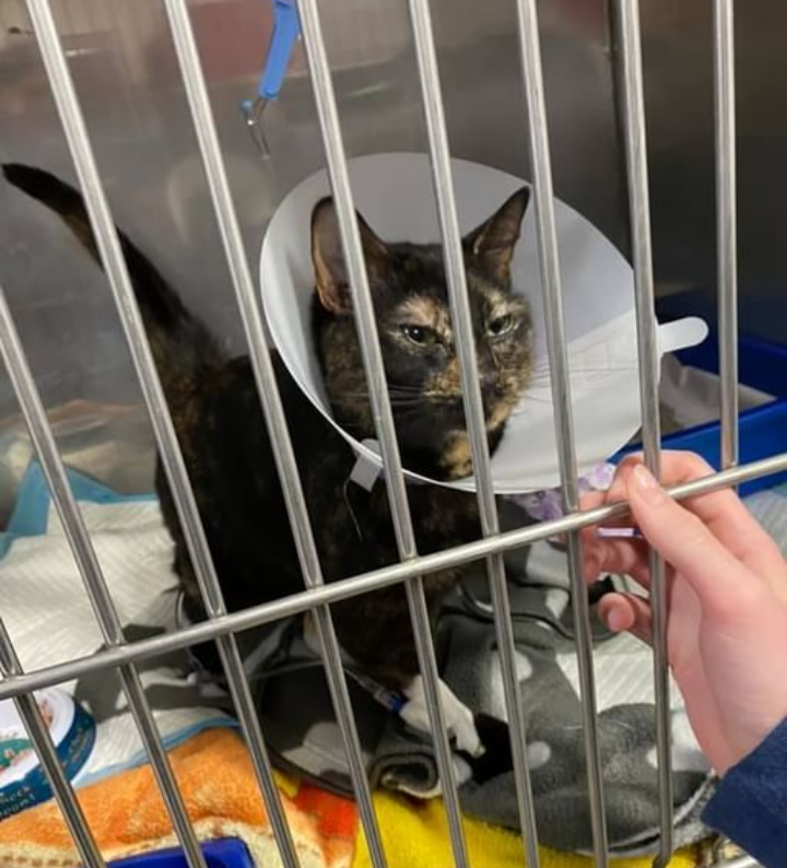 Central Texas Veterinary Speciality and Emergency Hospital- Round Rock