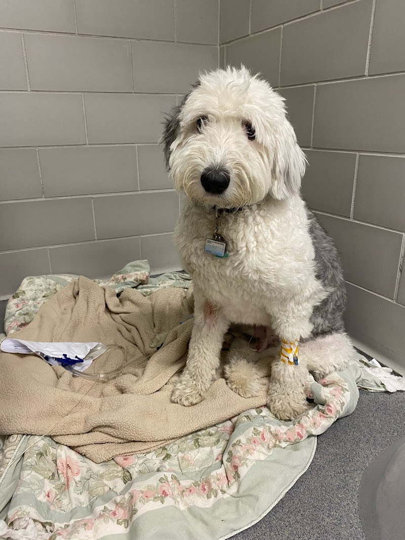 Tufts Veterinary Emergency Treatment & Specialties