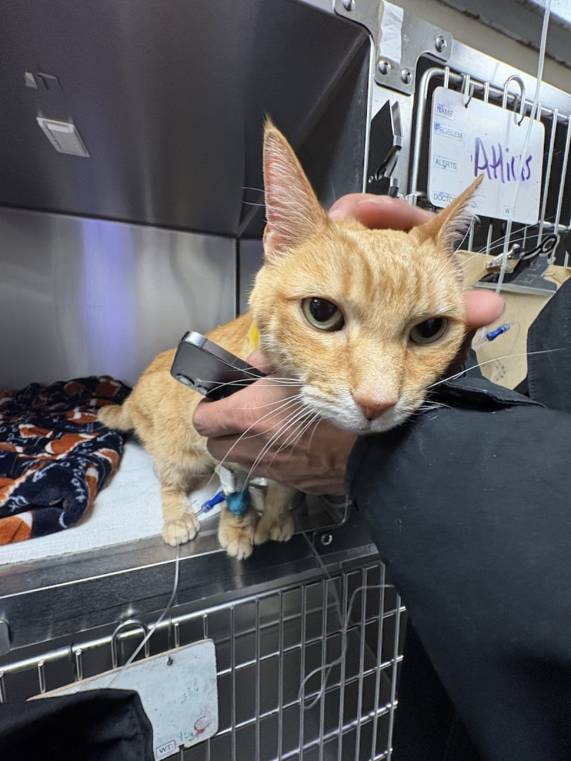 Tufts Veterinary Emergency Treatment & Specialties