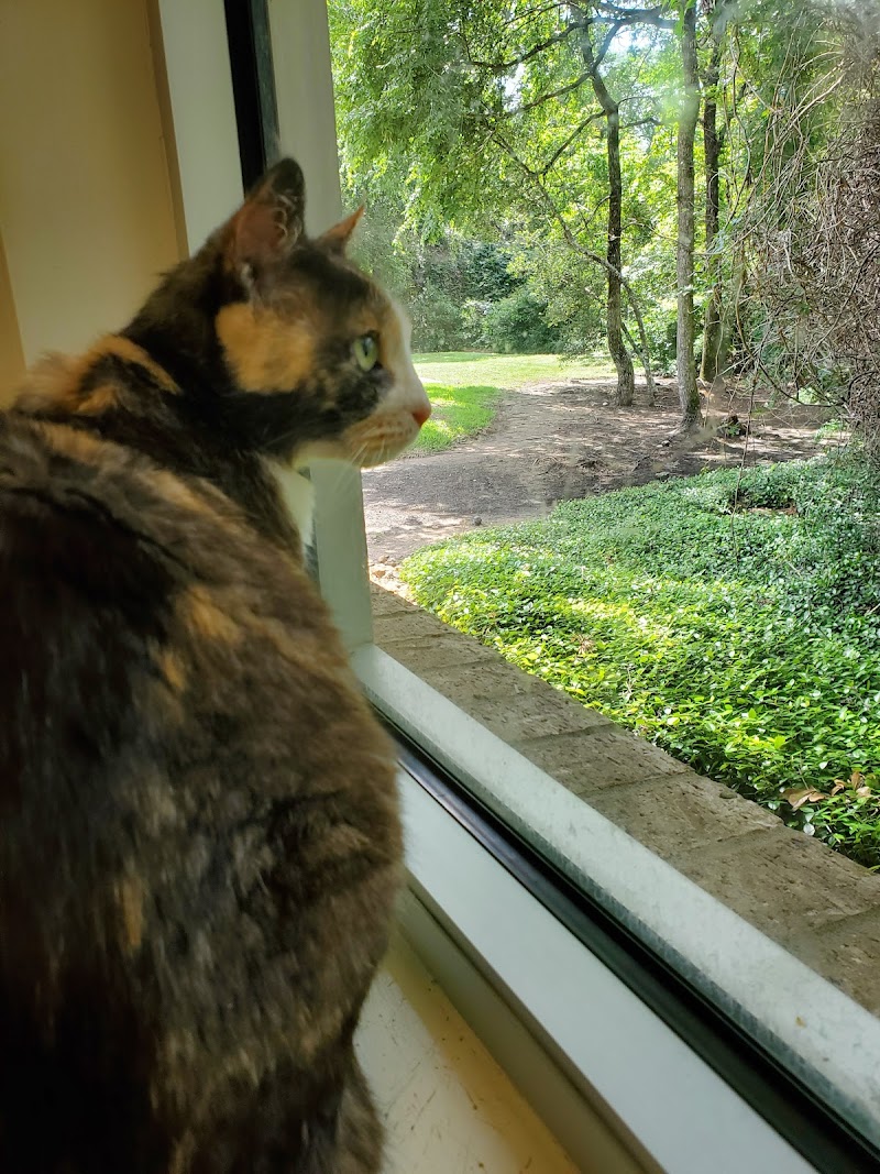 Just Cats Veterinary Services