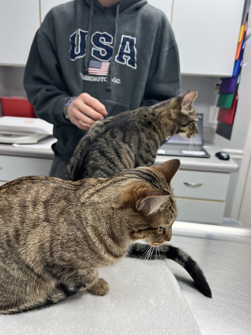 North Dekalb Veterinary Clinic
