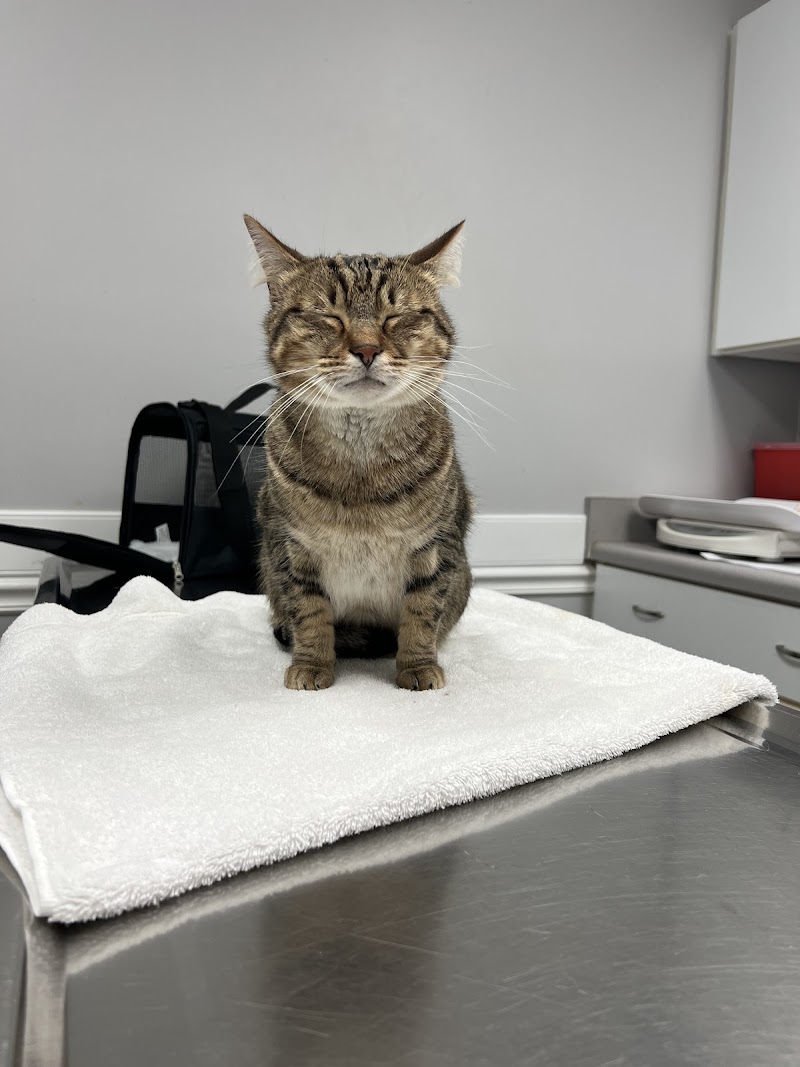 North Dekalb Veterinary Clinic