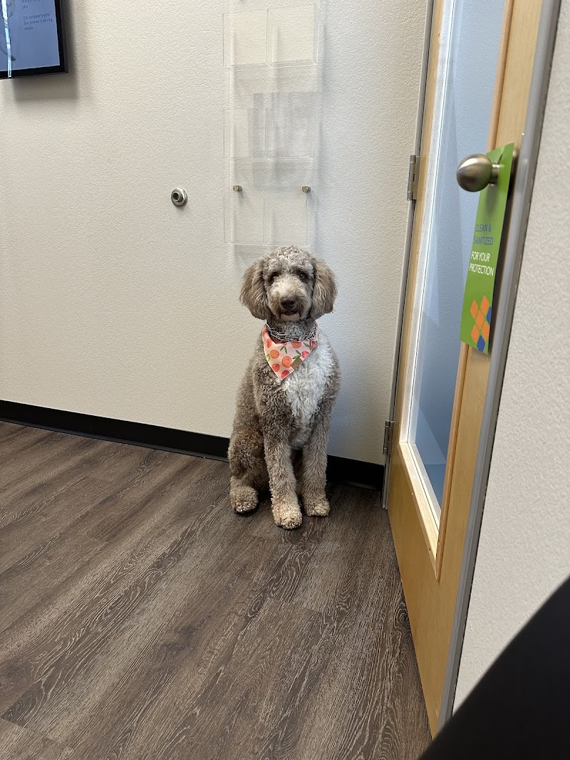 CityVet | Old East Dallas