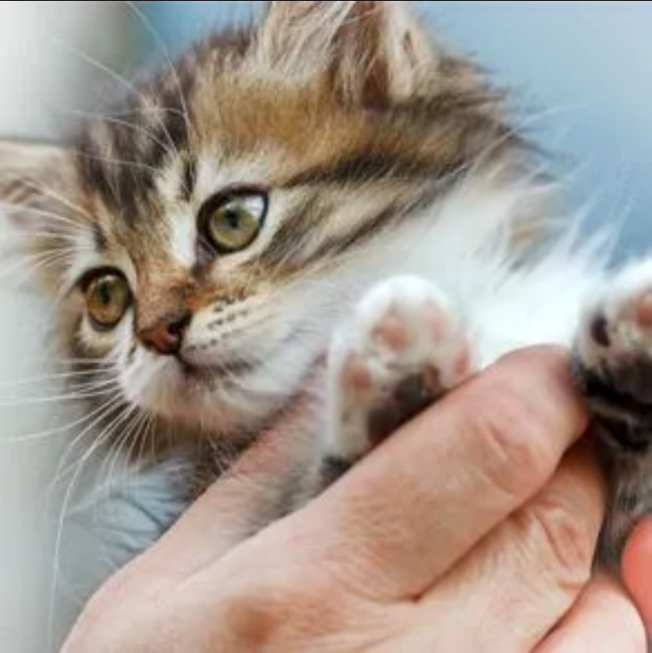 Barnes Veterinary Service