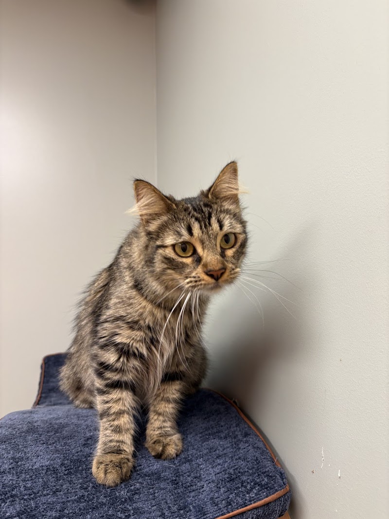 Center Veterinary Clinic and Urgent Care