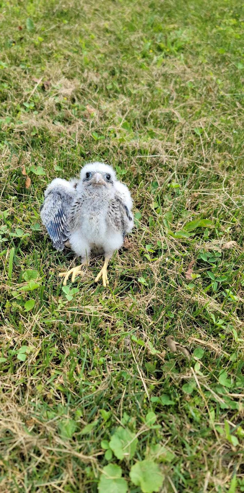 Janet L. Swanson Wildlife Hospital