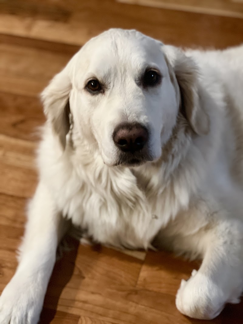 Rising Sun Animal Care
