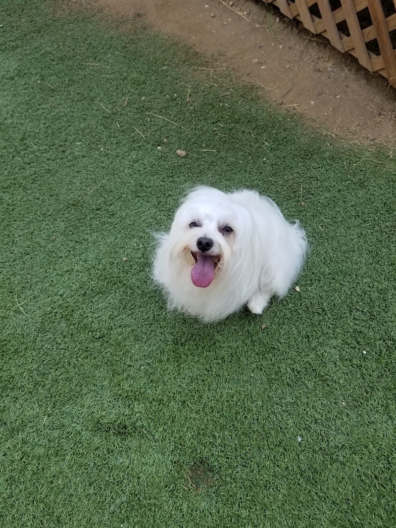 California Animal Rehabilitation