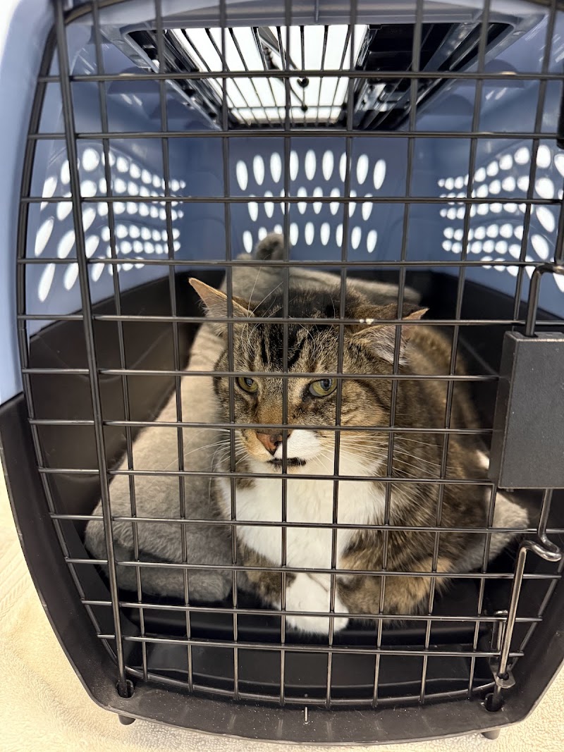 Ravenswood Animal Hospital LLC