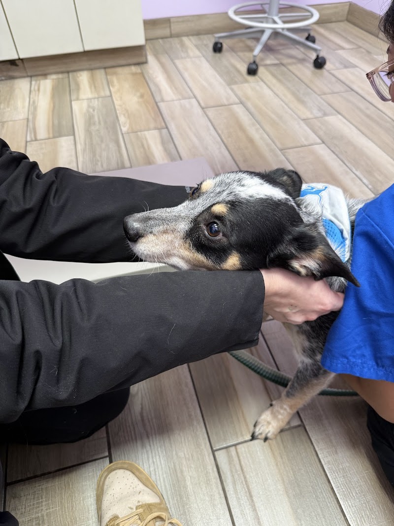 Ravenswood Animal Hospital LLC