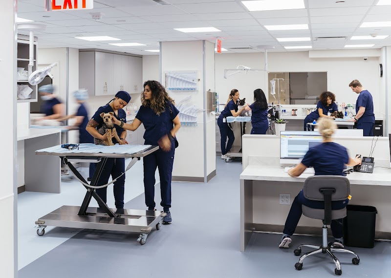 Hospital For Veterinary Surgery