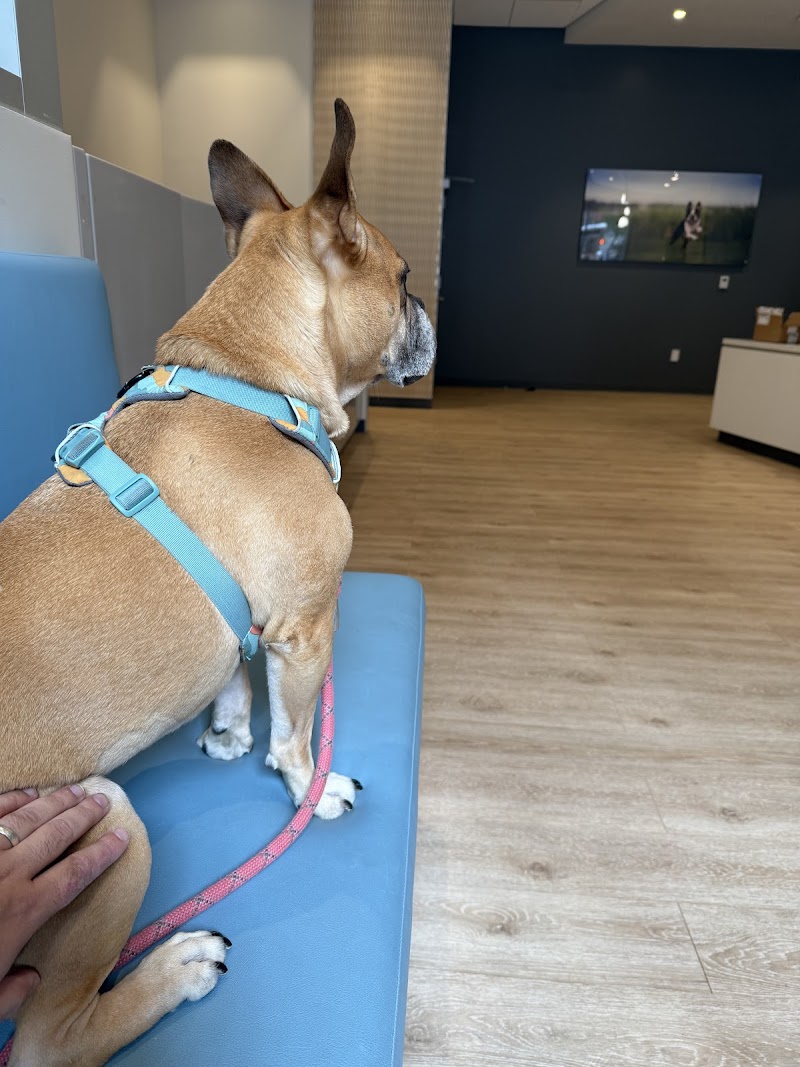 Hospital For Veterinary Surgery