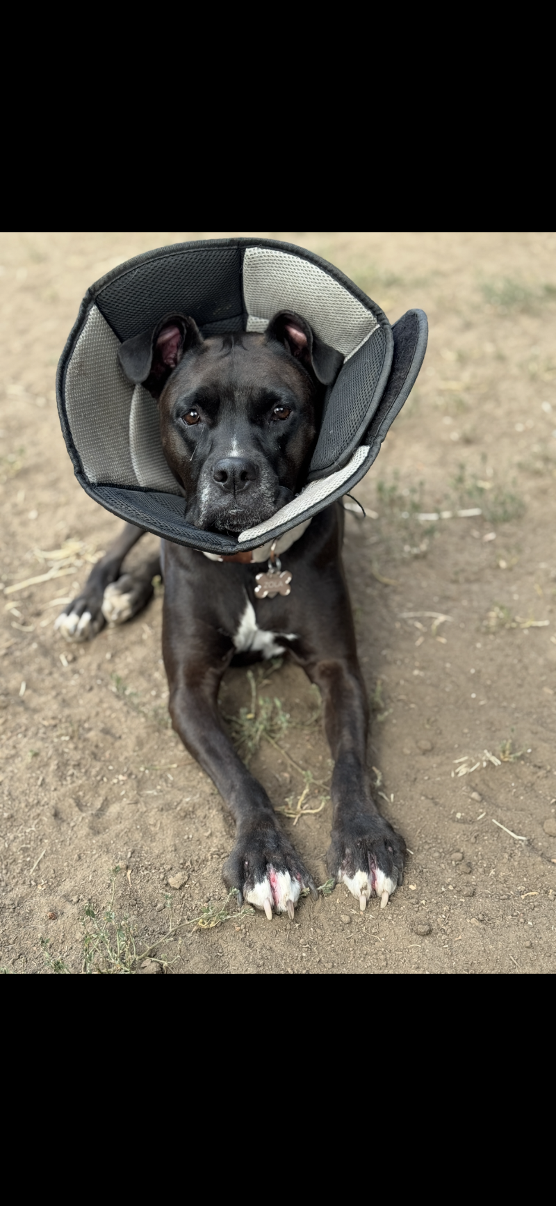 Wheat Ridge Animal Hospital