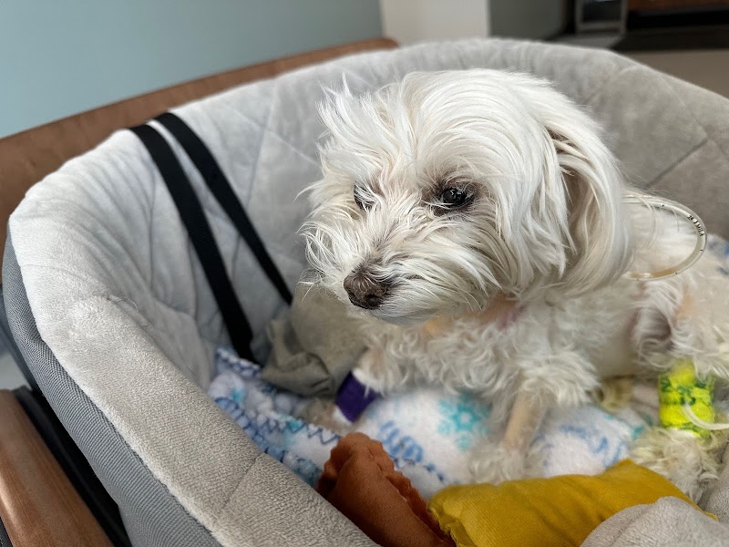 Wheat Ridge Animal Hospital