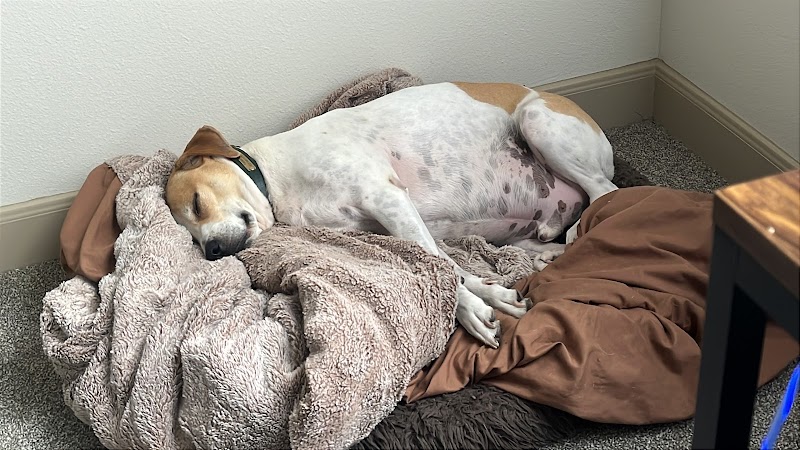 Dexter and Evie Veterinary Clinic + Urgent Care