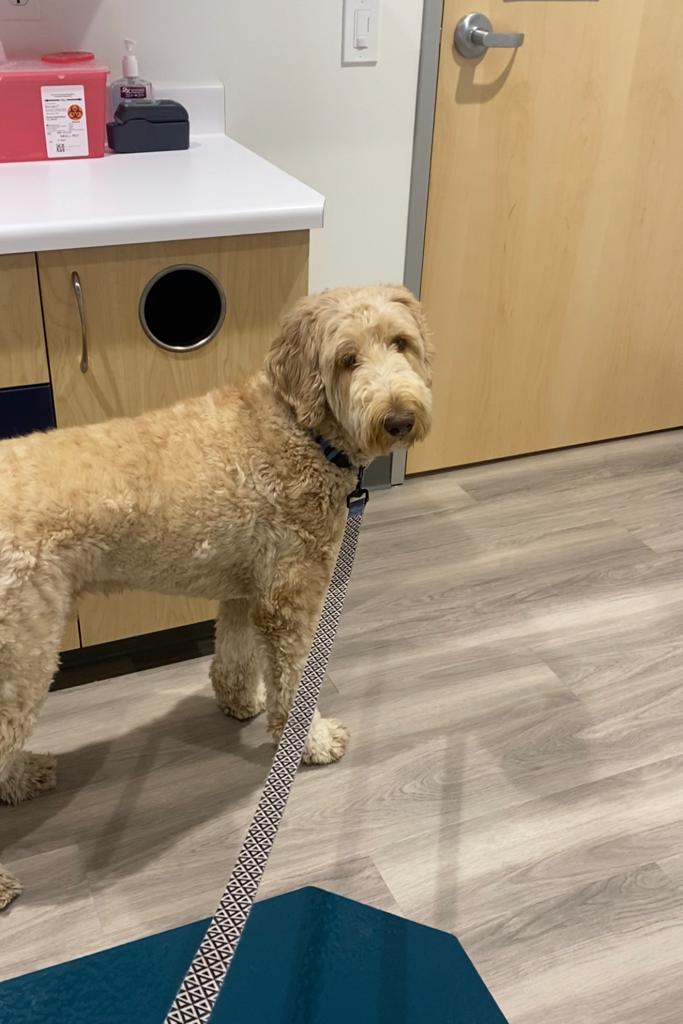 South Park Animal Hospital