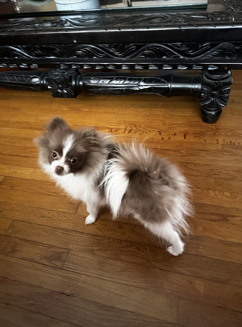 VSx Veterinary Surgery of Chicago
