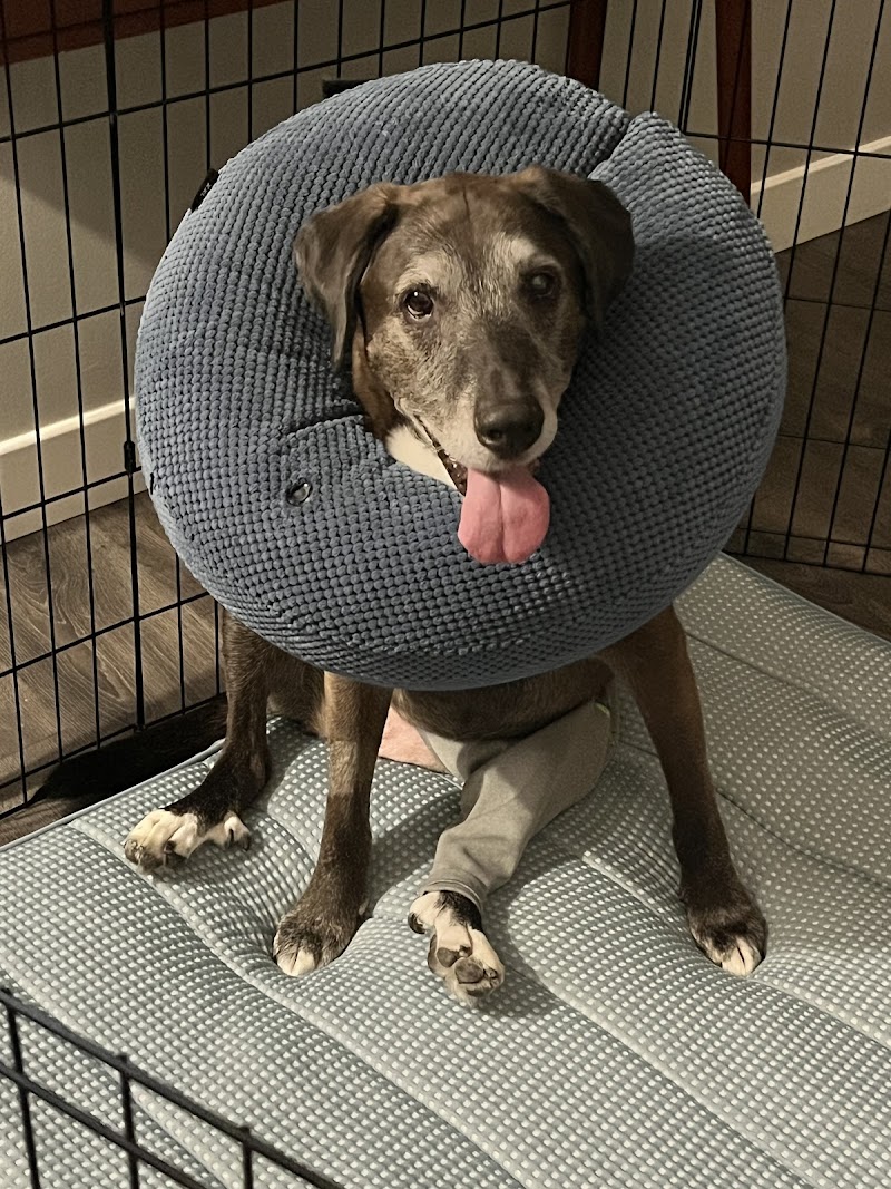 VSx Veterinary Surgery of Chicago