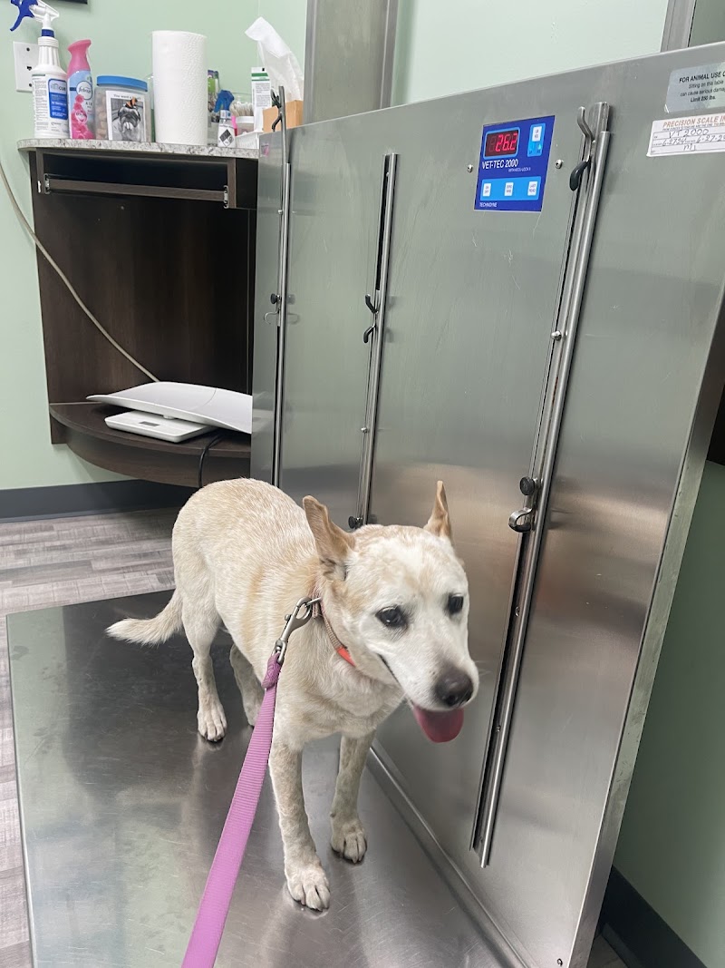 Aldine Mail Route Animal Hospital