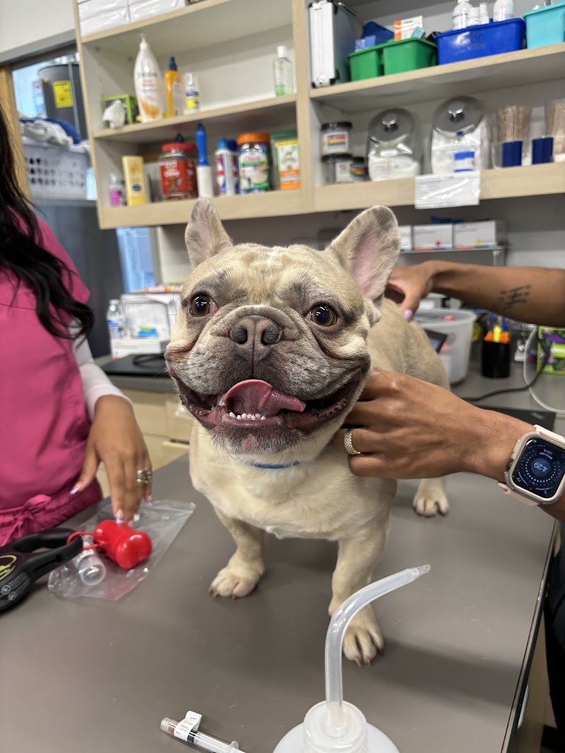 Thrive Pet Healthcare - Midtown