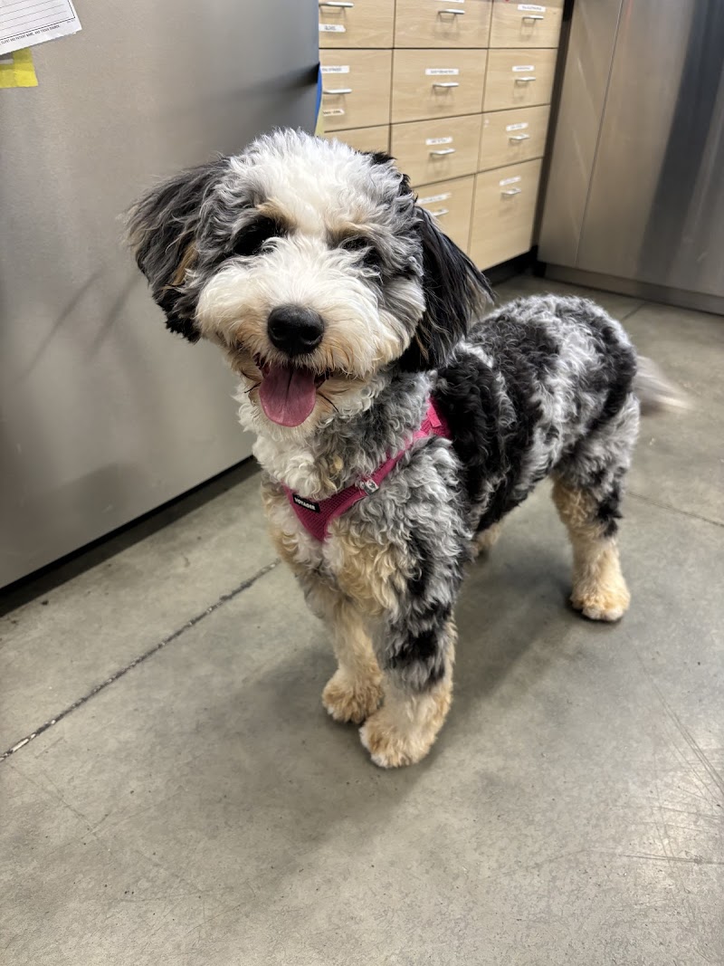 Thrive Pet Healthcare - Midtown