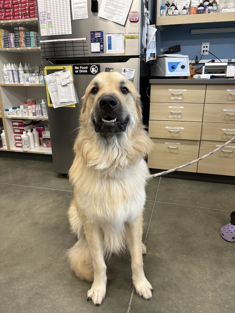 Thrive Pet Healthcare - Midtown
