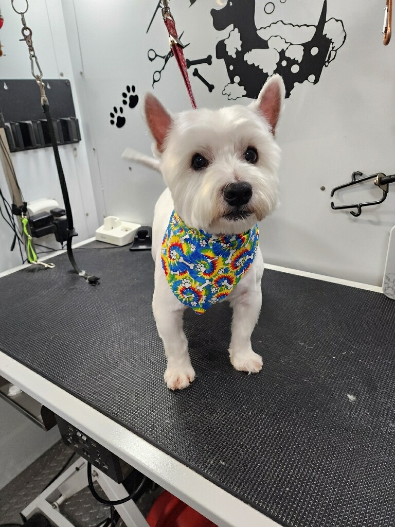 Pet Care Now