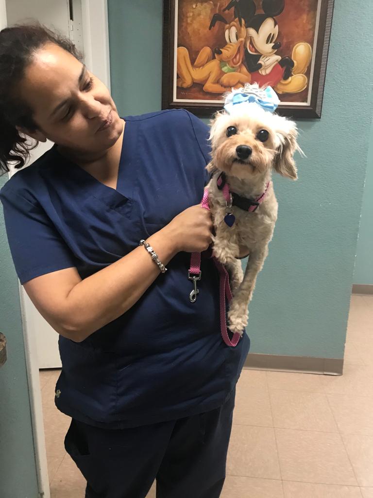 Pet Care Now
