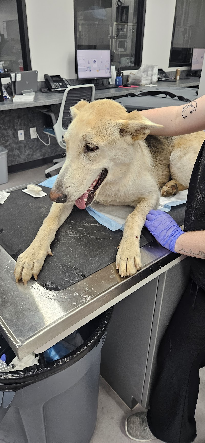 Veterinary Specialists of Greater Atlanta