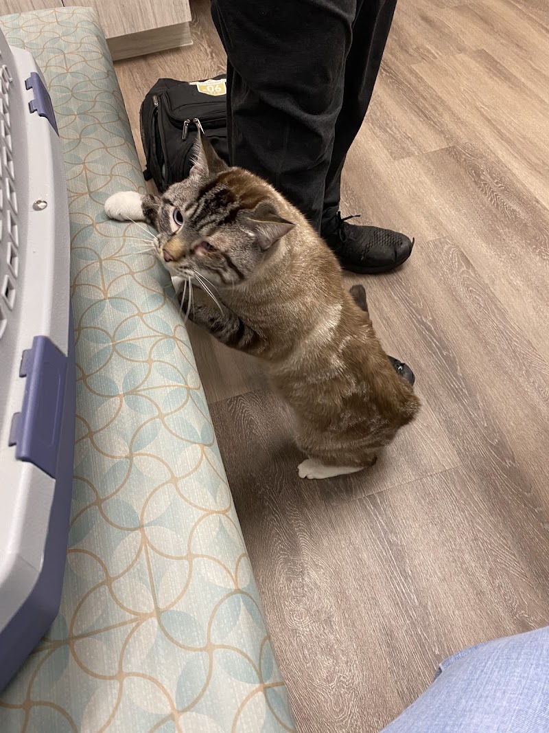 Veterinary Specialists of Greater Atlanta