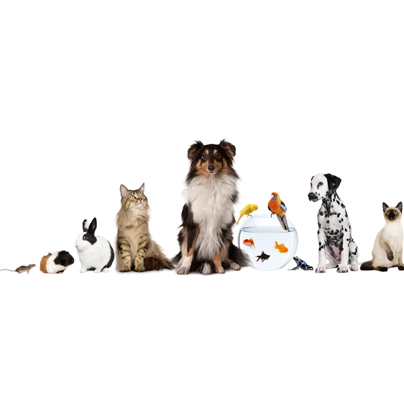 Marina Pet Hospital
