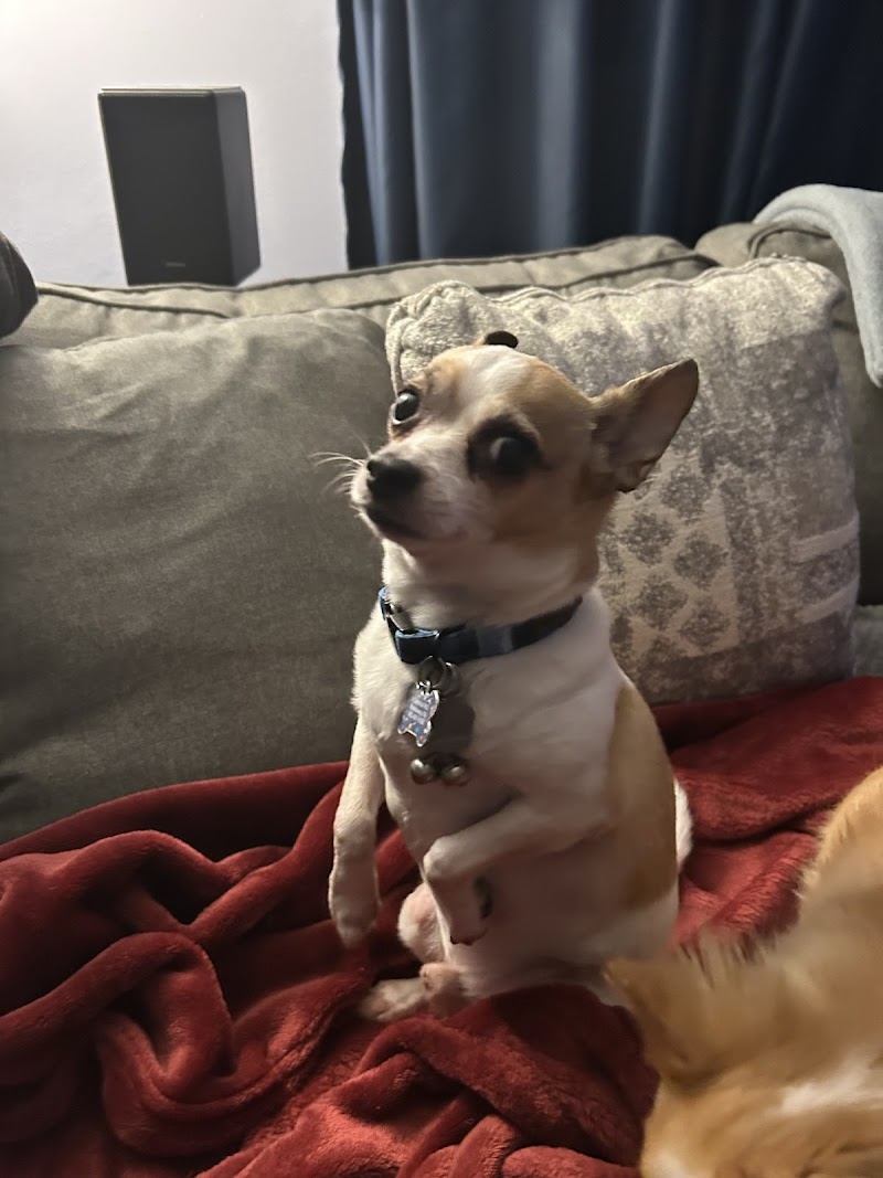 Eclipse Specialty & Emergency Pet Care