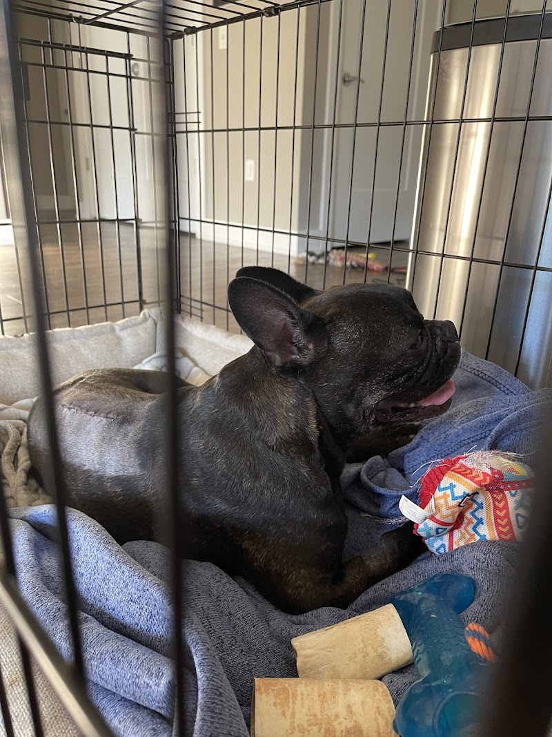 Eclipse Specialty & Emergency Pet Care