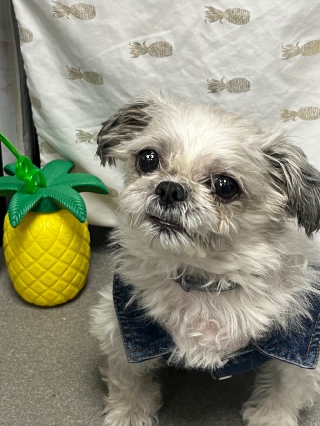Eclipse Specialty & Emergency Pet Care - New York City
