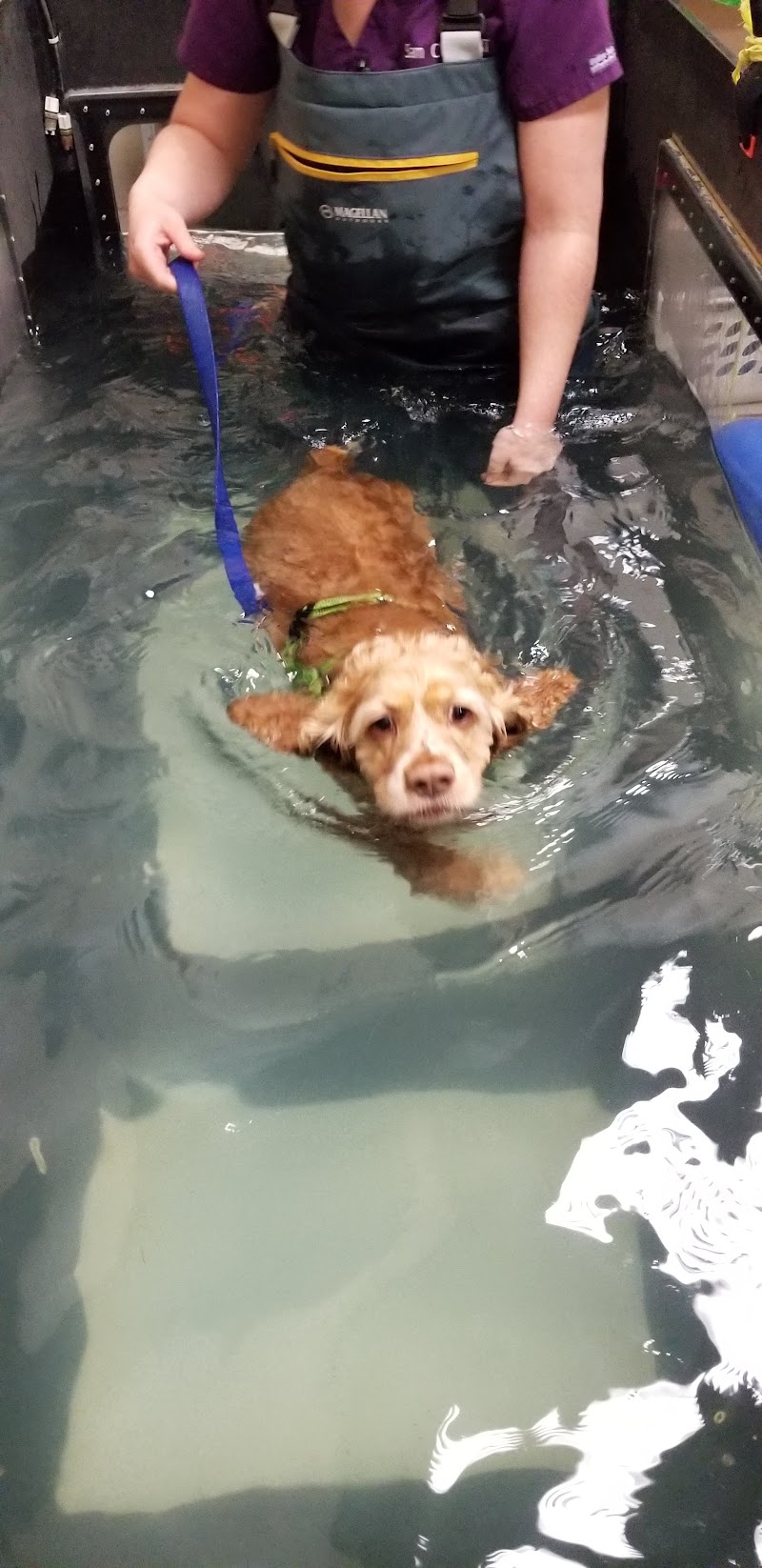 Twin Cities Animal Rehabilitation + Sports Medicine Clinic - South