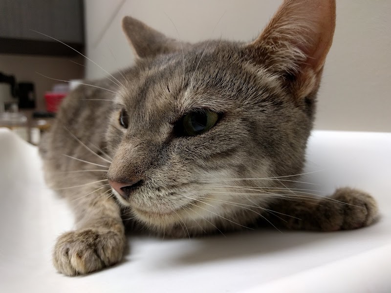 VCA Brookline Animal Hospital