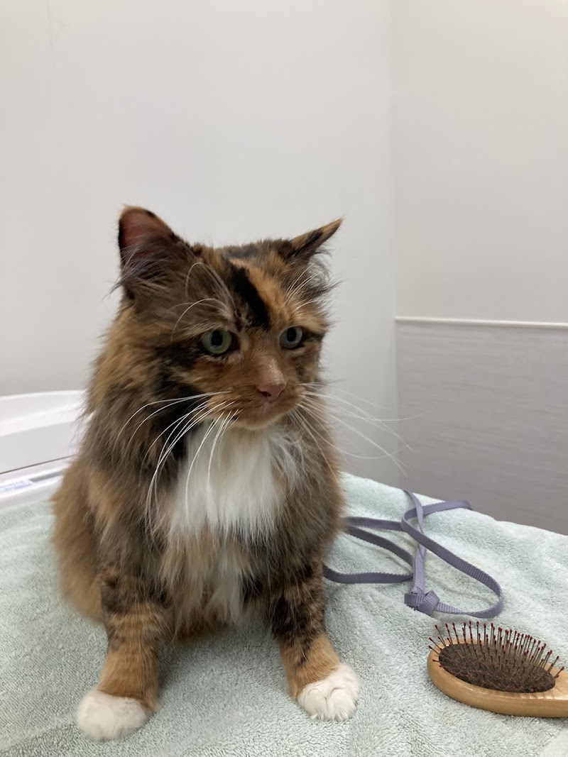 VCA Brookline Animal Hospital