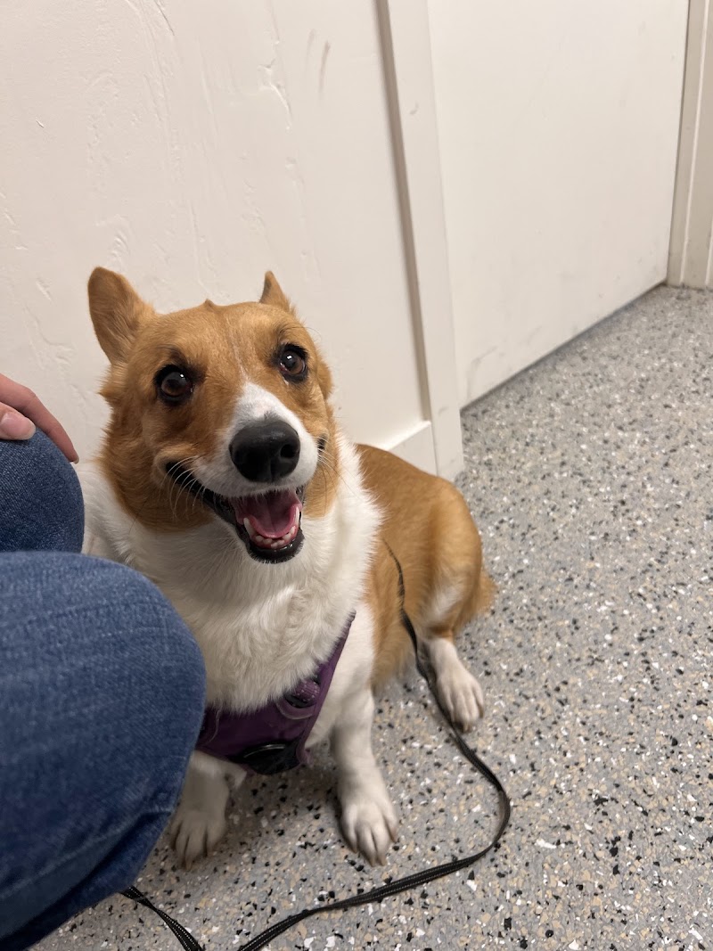 Affordable Animal Hospital NOHO