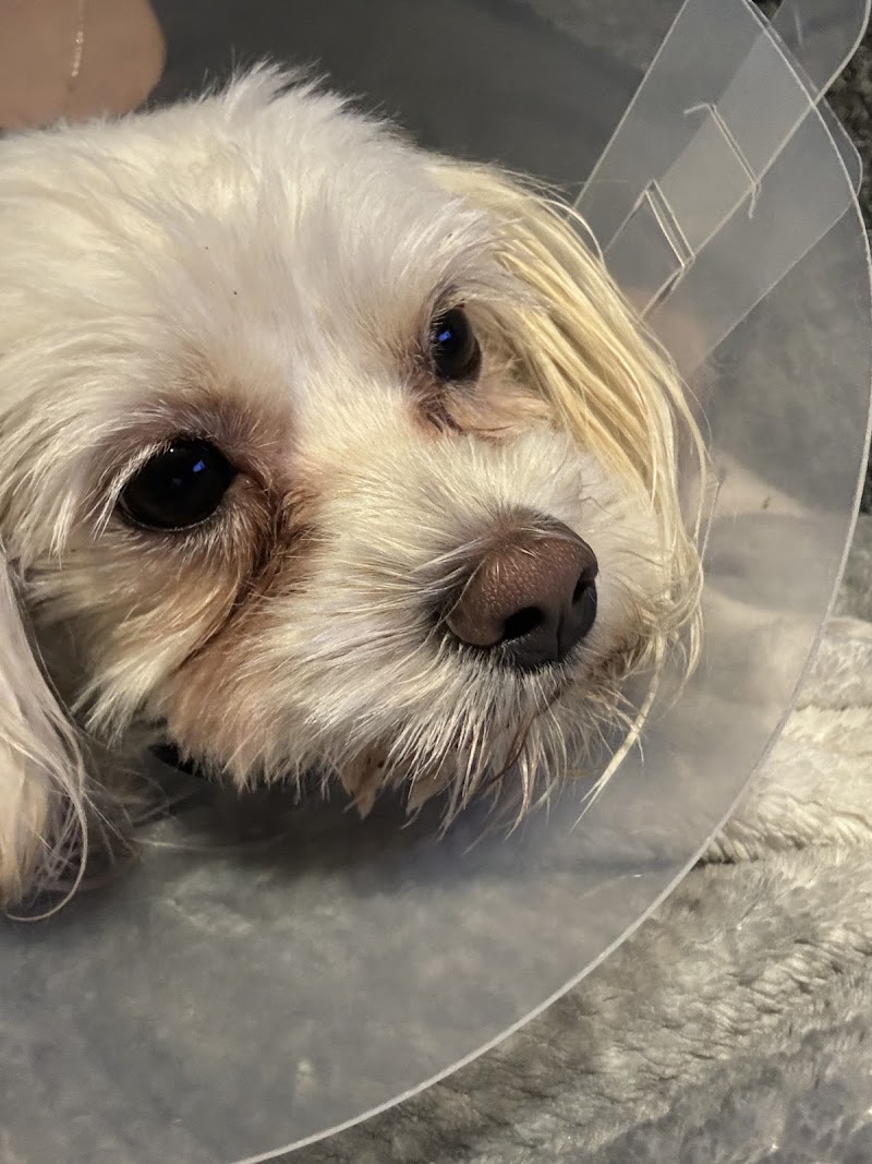 Affordable Animal Hospital NOHO