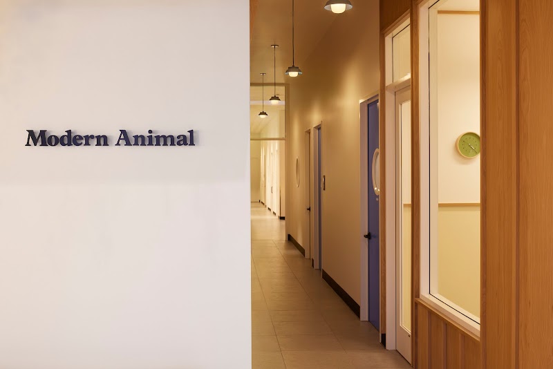 Modern Animal Studio City
