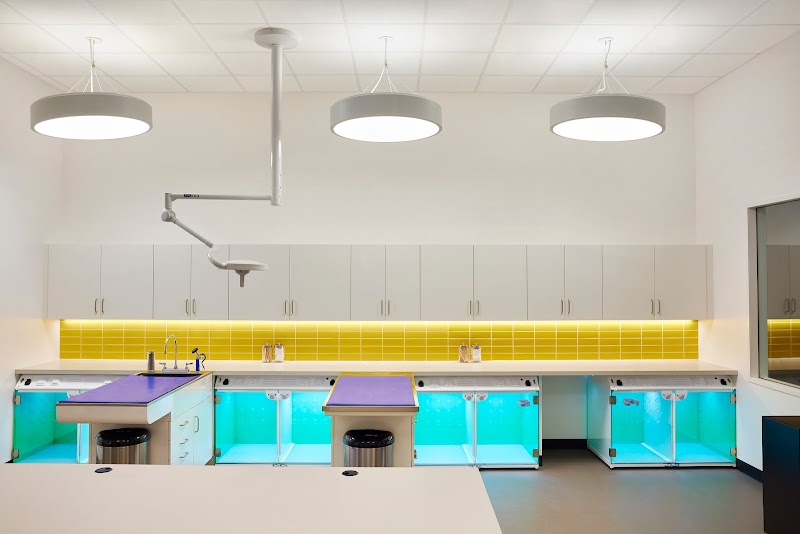 Modern Animal Studio City