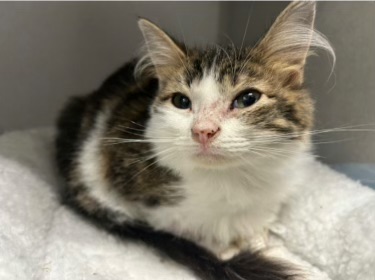 Irvine Valley Veterinary Hospital Emergency
