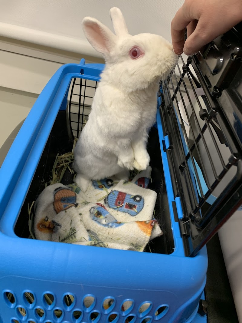Irvine Valley Veterinary Hospital Emergency